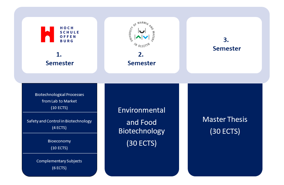 Studienverlauf des Studiengangs Biotechology