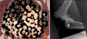 Resorbierbare Knochenersatzstrukturen auf Eisenbasis Wegener et al., Sci Rep 10 (2020), 9141