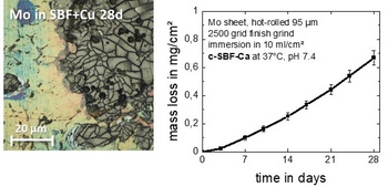 Korrosion von Molybdän unter physiologischen Bedingungen
