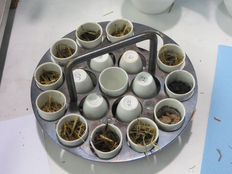 Herstellung Pflanzenkohle; Biomasse-Labor