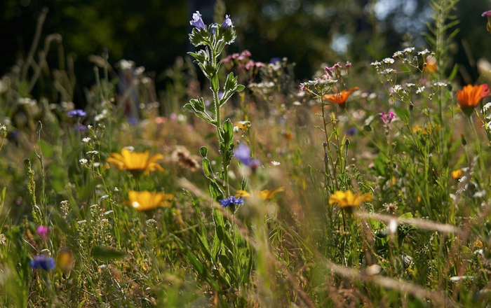 Blühende Blumenwiese