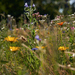 Blühende Blumenwiese
