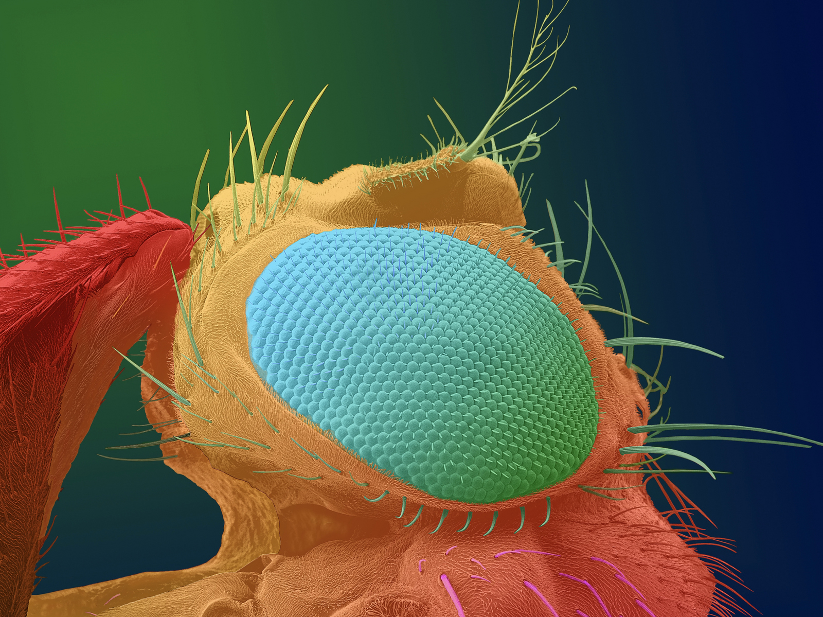 Die kolorierte REM-Aufnahme vom Auge der Fruchtfliege
