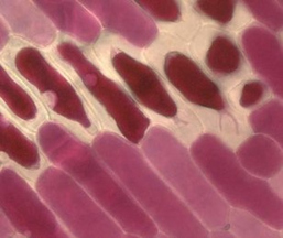 Biotechnologie Einführungslabor 