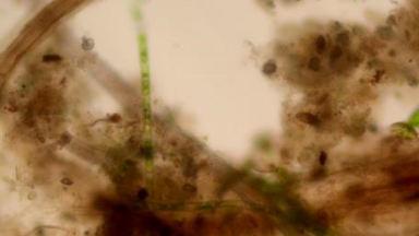 Biotechnologie Einführungslabor 