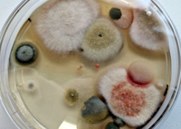 Pilze, durch Auslegen von speziellen Agarplatten an der frischen Luft quasi 