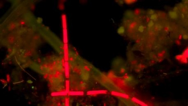 Biotechnologie Einführungslabor 