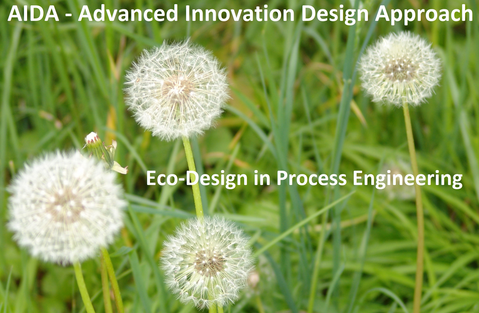 Wiese mit verblühtem Löwenzahn und AIDA-Schriftzug